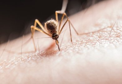 muggen bestrijding met natuurlijke middelen