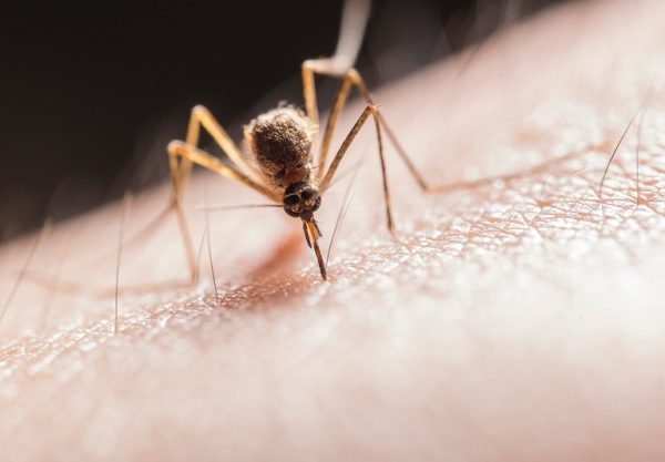 muggen bestrijding met natuurlijke middelen