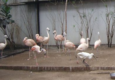 Betaalbare dierenparken in Noord-Holland