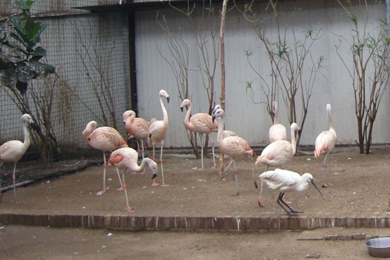 Betaalbare dierenparken in Noord-Holland