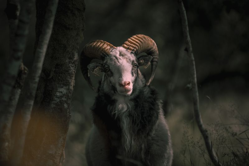 sterrenbeeld van je kind en karaktereigenschappen: ram